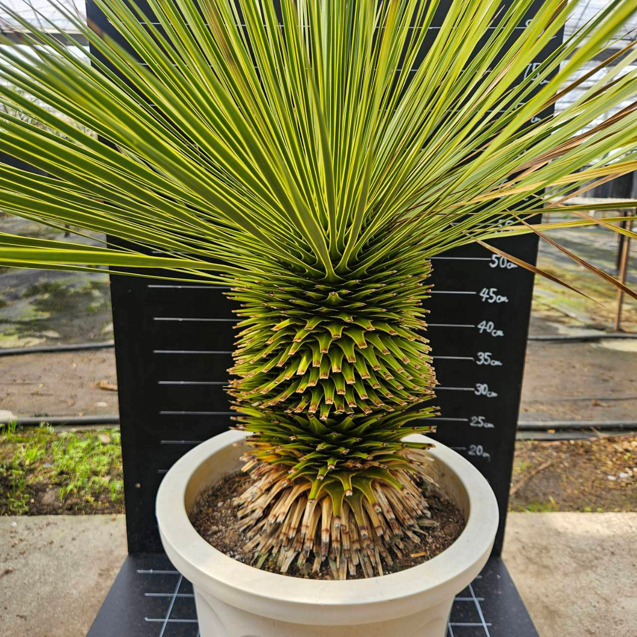 送料込】ユッカ・トンプソニアーナ（Yucca thompsoniana）