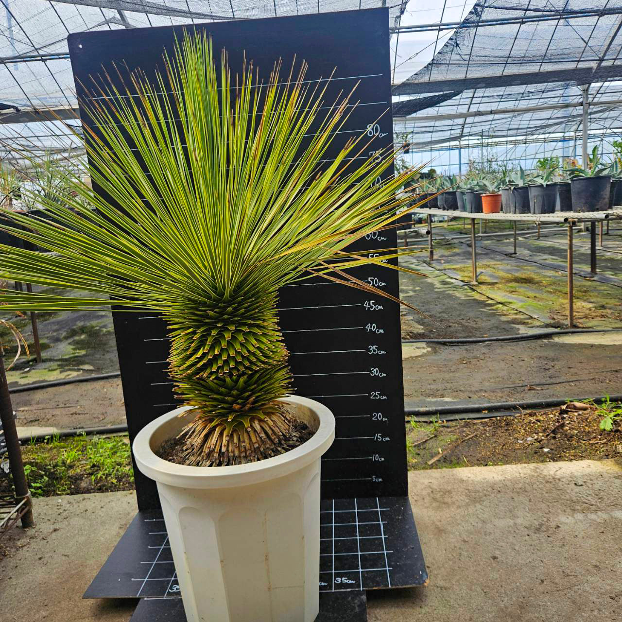 ユッカ　トンプソニアーナ　ダブル 送料込】ユッカ・トンプソニアーナ（Yucca thompsoniana）