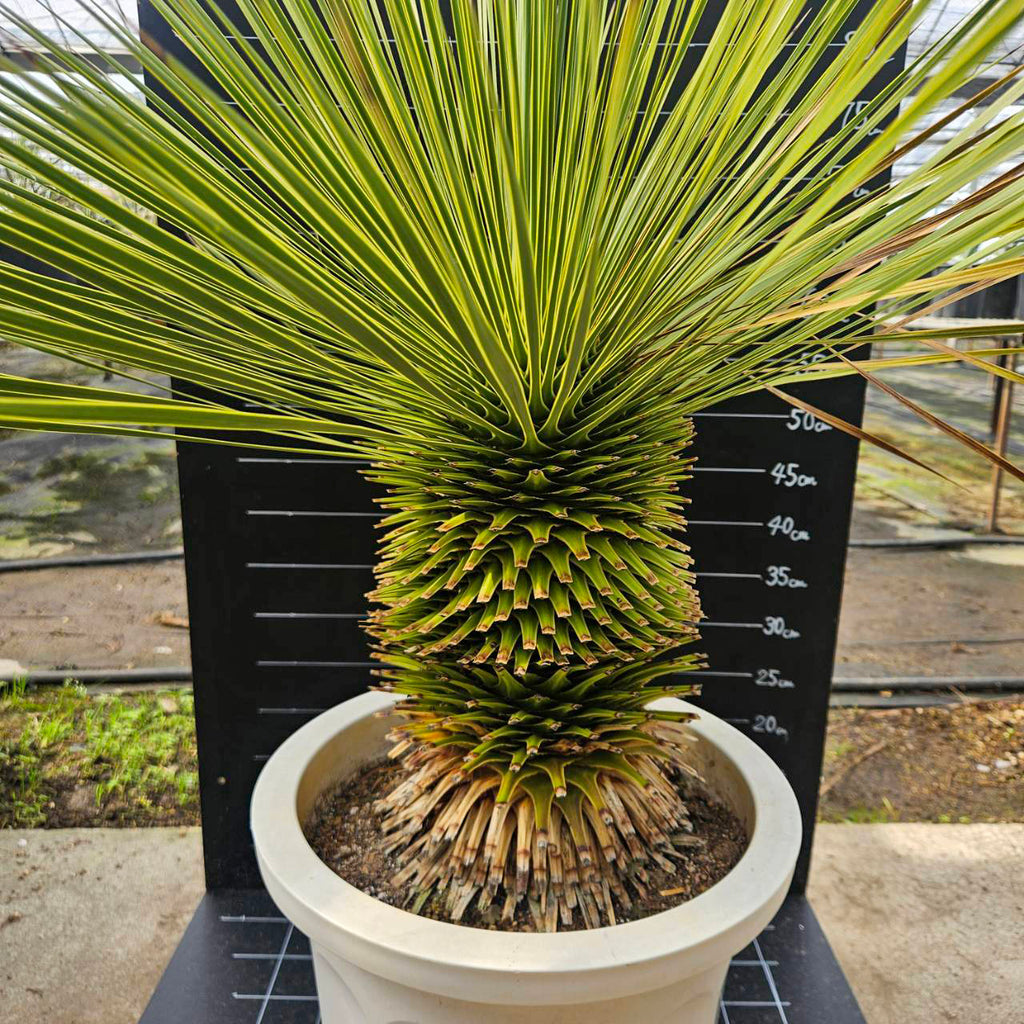 ユッカ・トンプソニアーナ（Yucca thompsoniana） 送料込】ユッカ・トンプソニアーナ（Yucca thompsoniana）