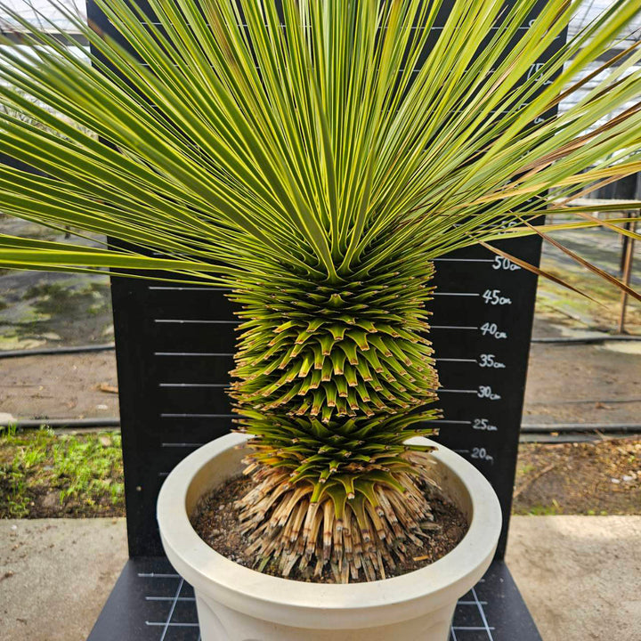 送料込】ユッカ・トンプソニアーナ（Yucca thompsoniana）