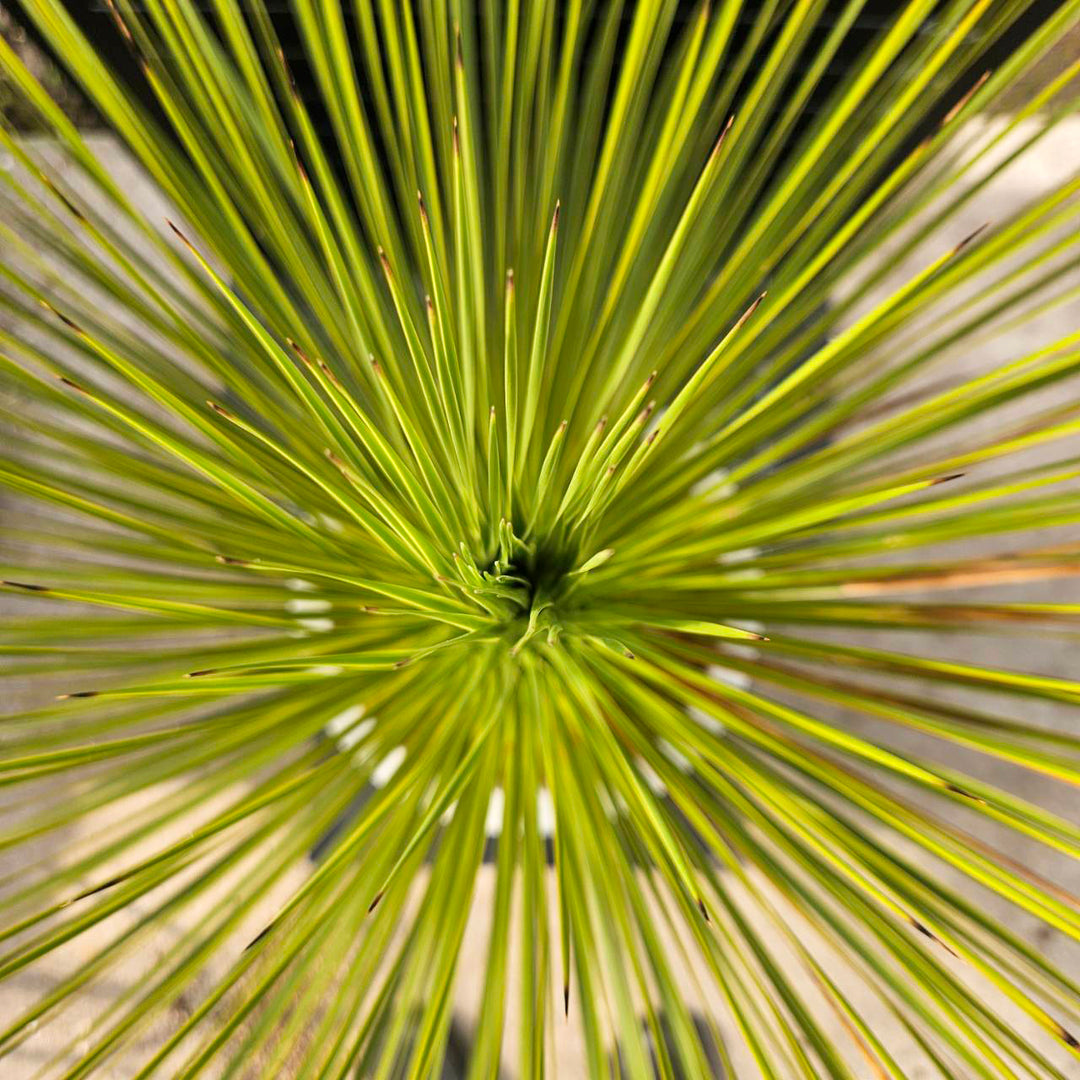 送料込】ユッカ・トンプソニアーナ（Yucca thompsoniana）