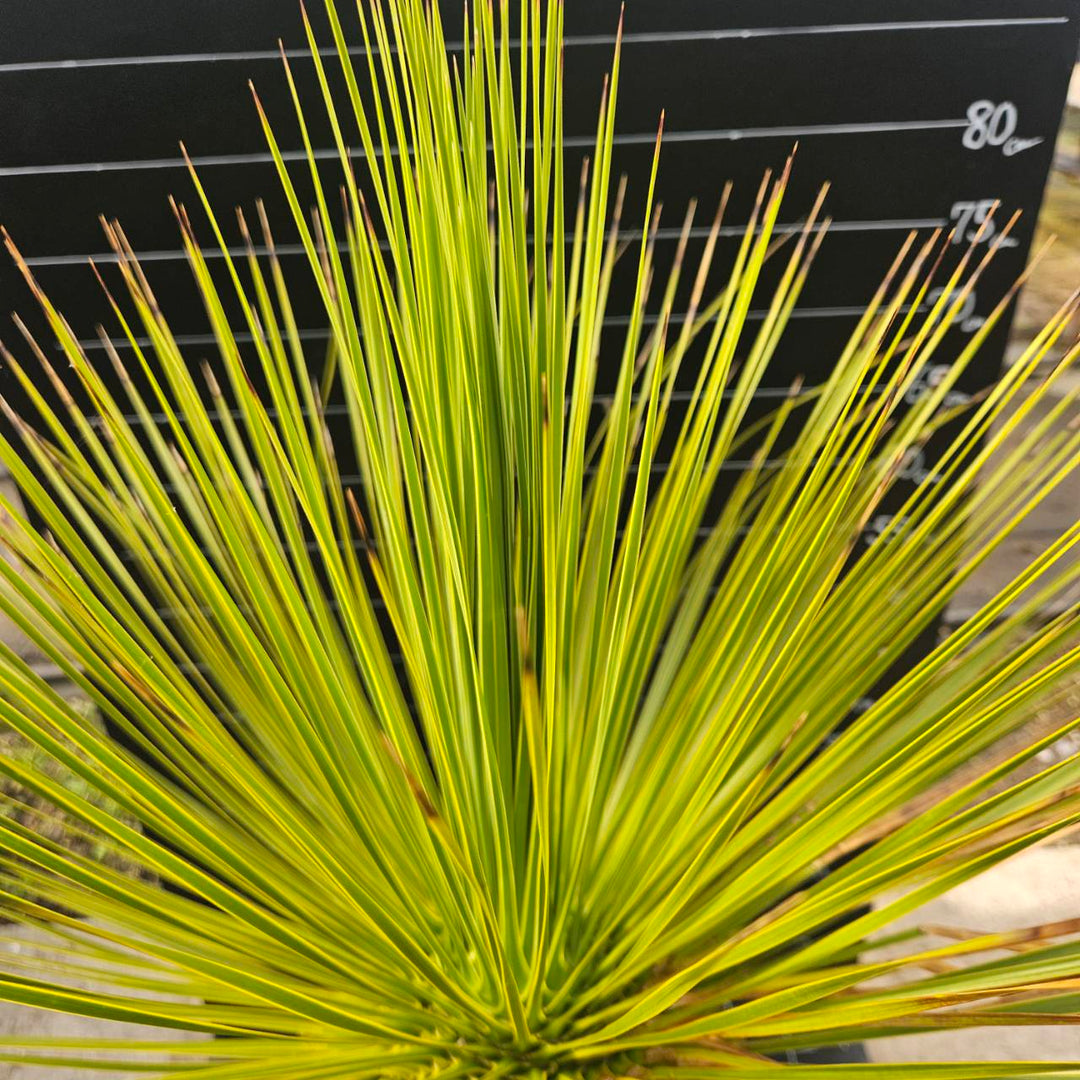 送料込】ユッカ・トンプソニアーナ（Yucca thompsoniana）