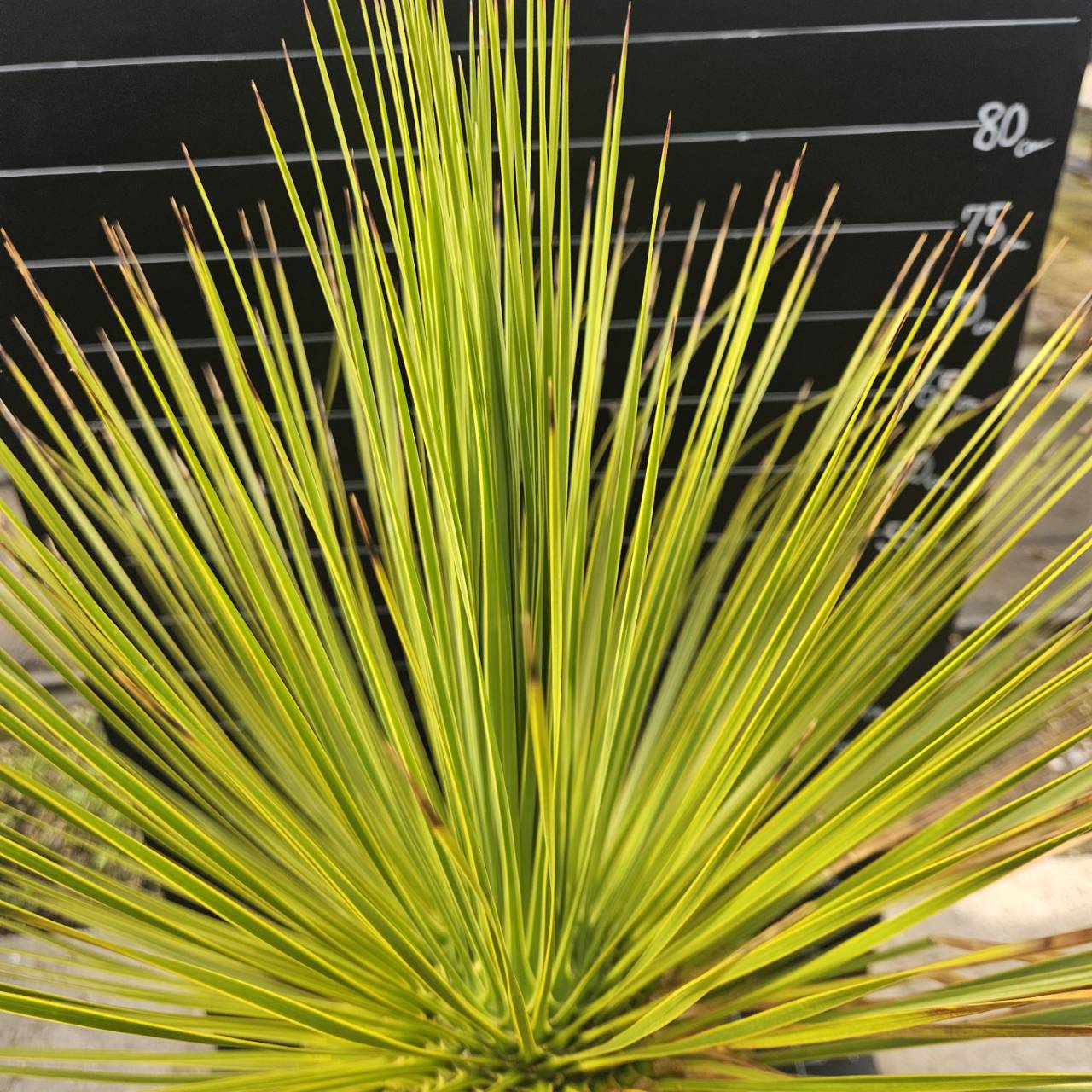 送料込】ユッカ・トンプソニアーナ（Yucca thompsoniana）