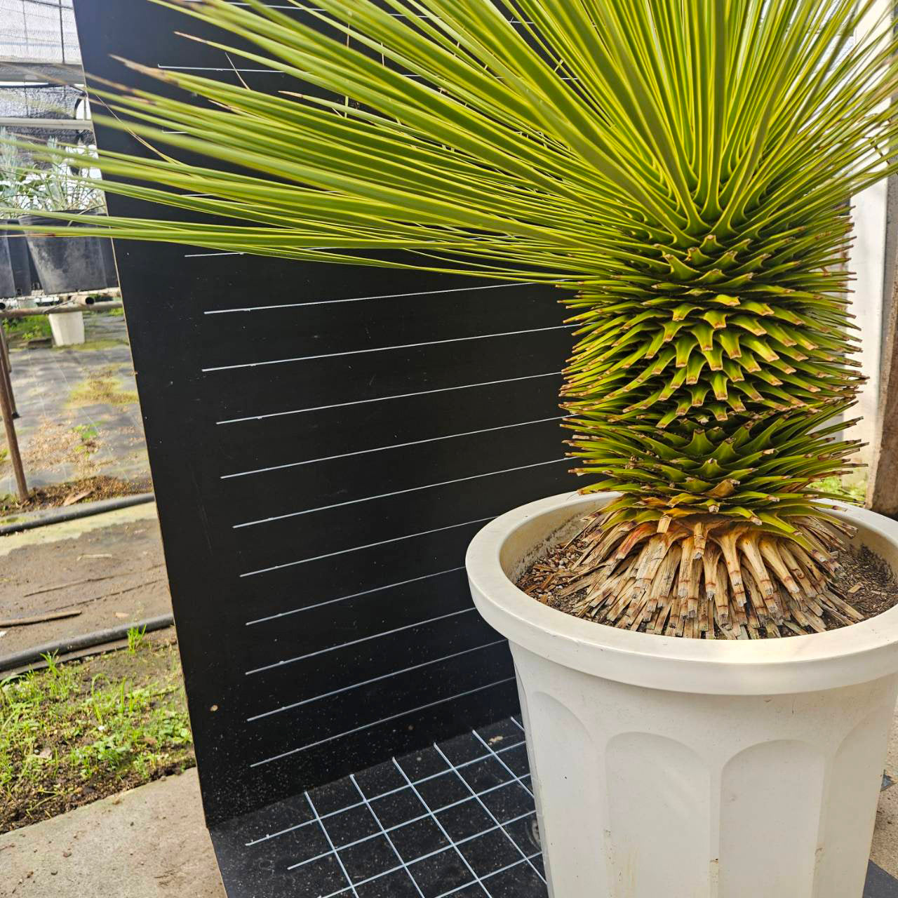 送料込】ユッカ・トンプソニアーナ（Yucca thompsoniana）