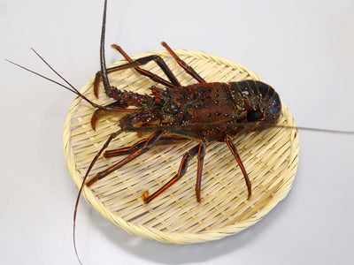 伊勢海老